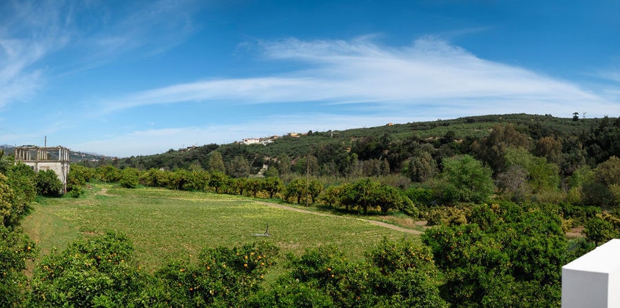 view of nature trees, blue sky from Cretan Brewery facilities